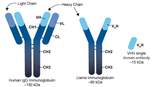 antibody_pic