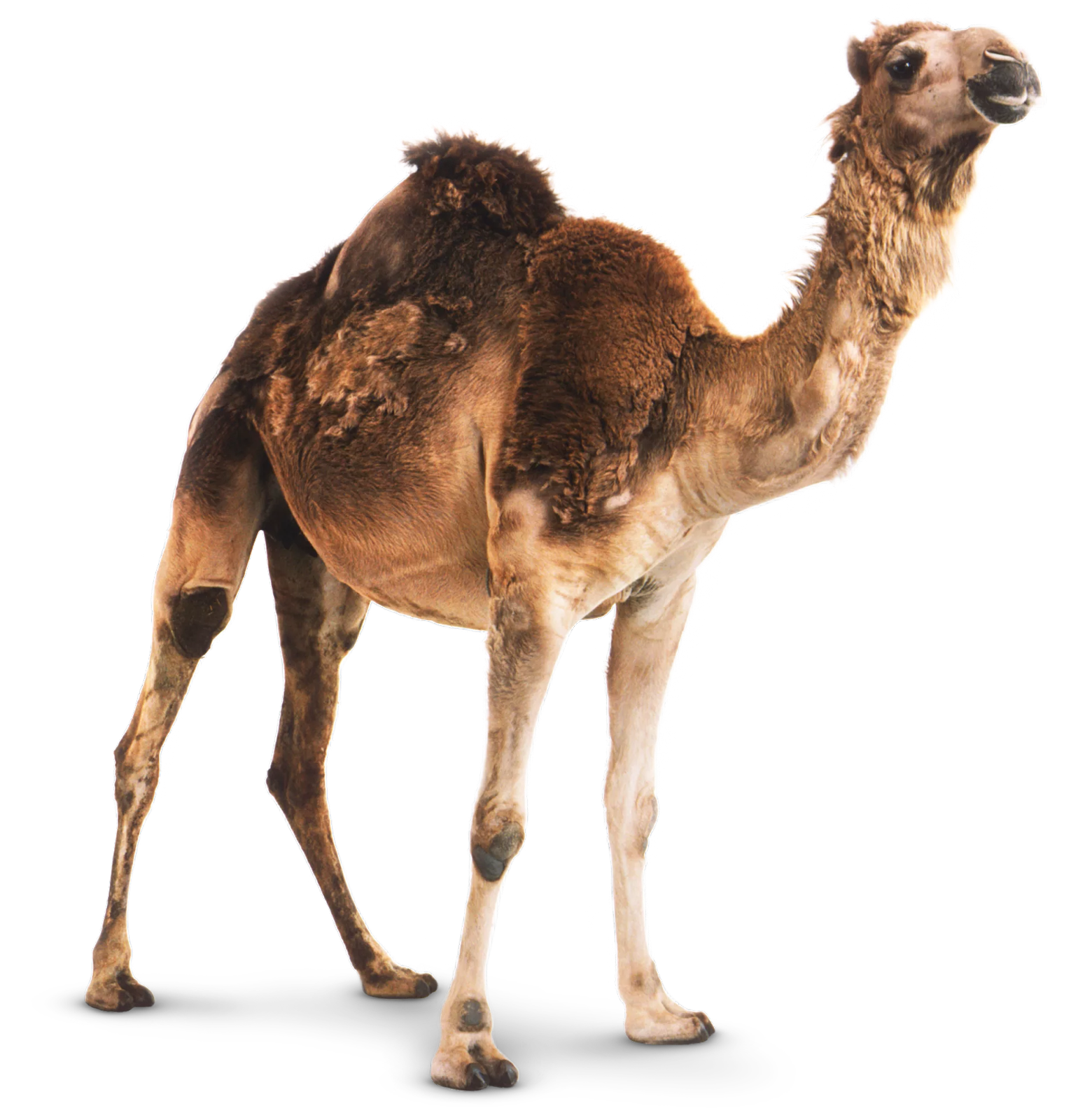 camels/full_camel.png