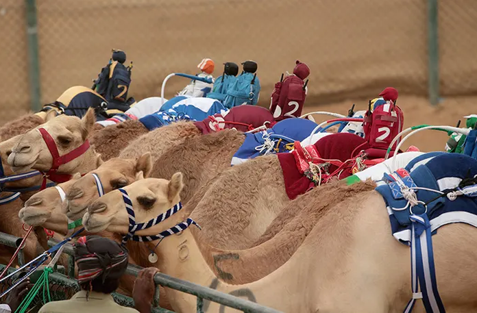 camels/robo_jockey.png