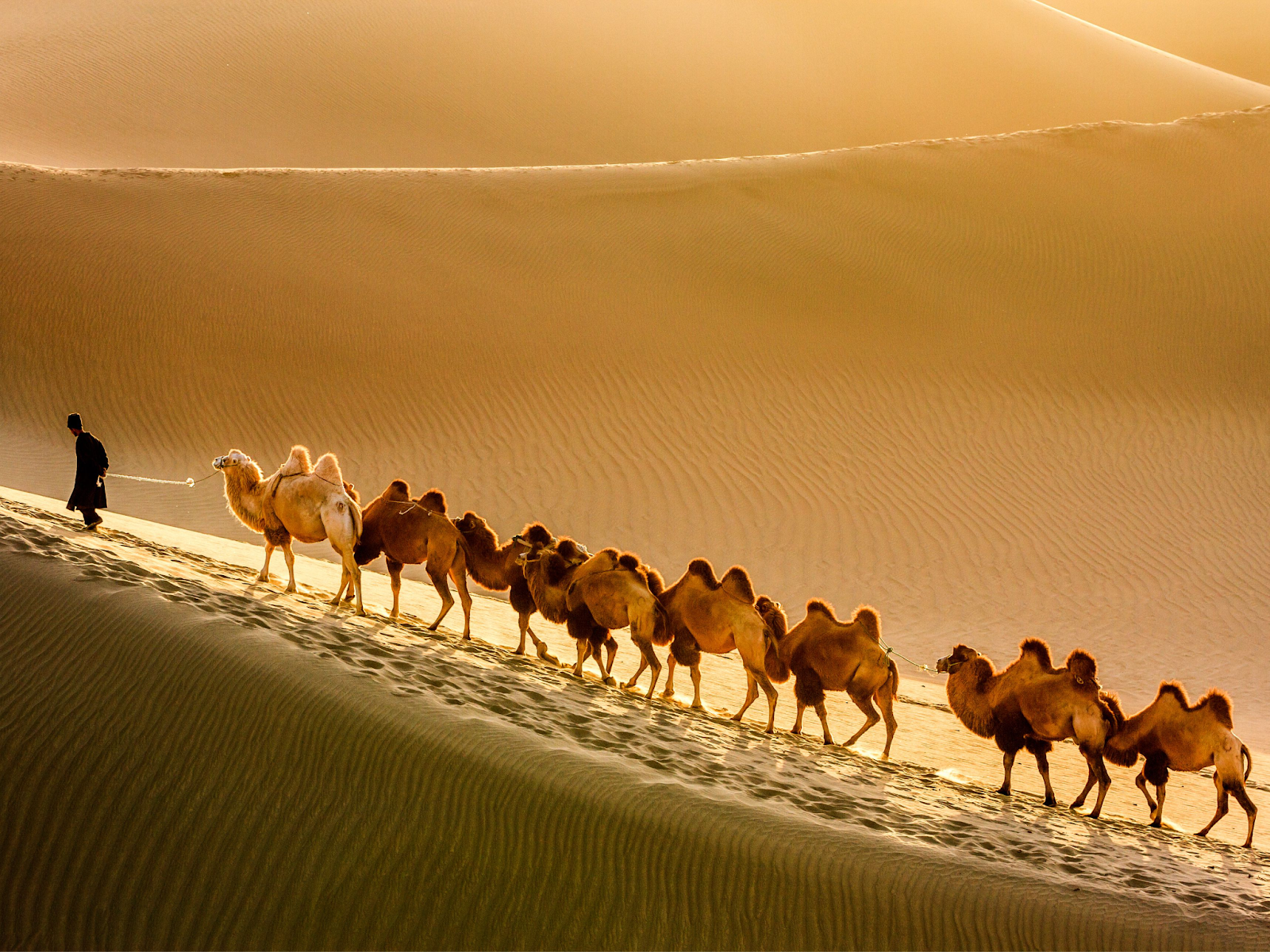 camels/silk_road.png