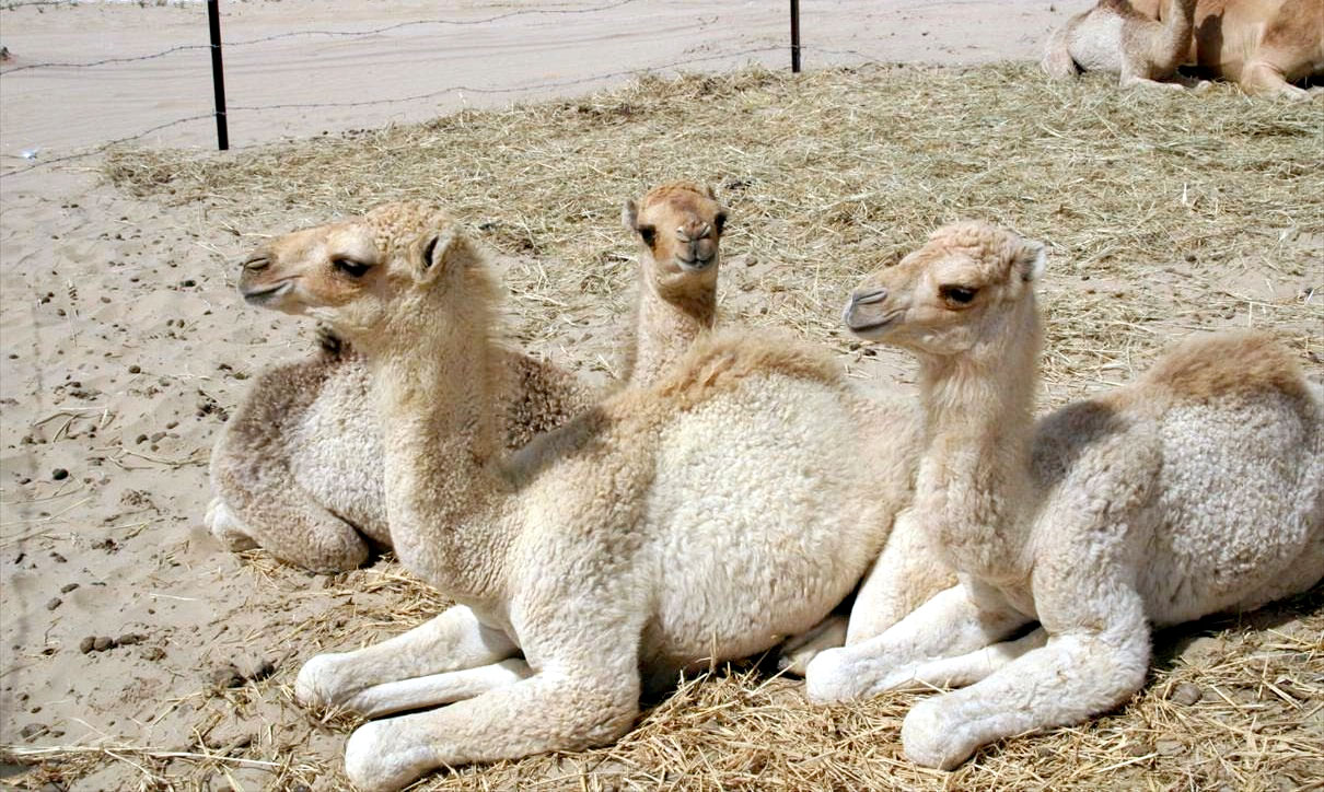 camels/sitting.png